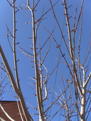 Acer saccharinum