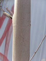 Acer saccharinum