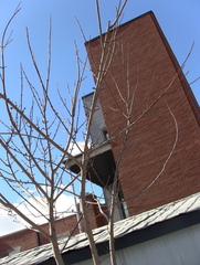 Acer saccharinum