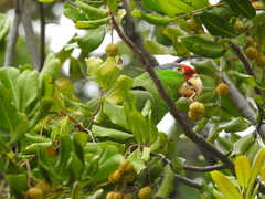 Amazona viridigenalis