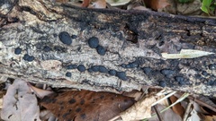 Annulohypoxylon truncatum