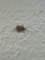 Dyslobus granicollis