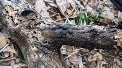 Annulohypoxylon truncatum