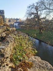 Saxifraga tridactylites