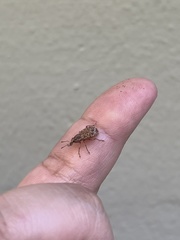 Dyslobus granicollis