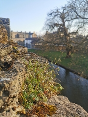 Saxifraga tridactylites