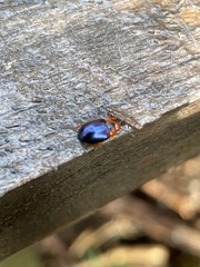 Phaedon semimarginatus