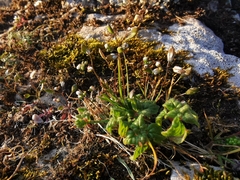 Saxifraga tridactylites