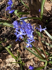 Scilla sardensis