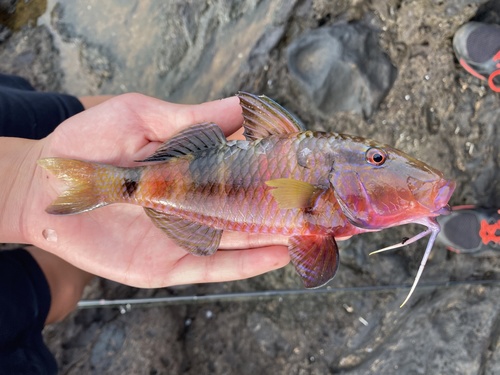 Banded goatfish (Parupeneus multifasciatus) — Mullidae — 3