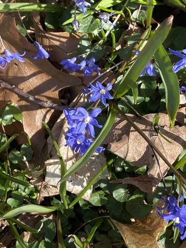 Scilla sardensis