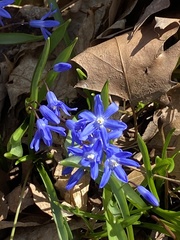 Scilla sardensis