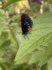 Eumaeus atala