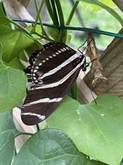Heliconius charithonia