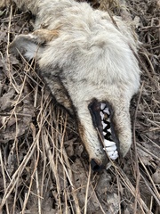 Canis latrans thamnos