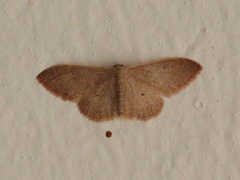 Idaea distinctaria