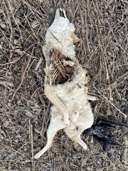 Canis latrans thamnos