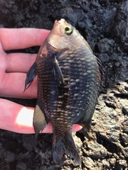 Plectroglyphidodon marginatus