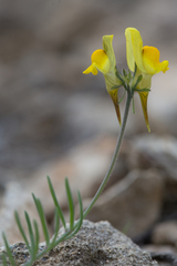 Linaria supina