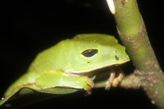 Phyllomedusa camba