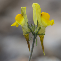 Linaria supina