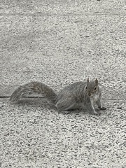 Sciurus carolinensis