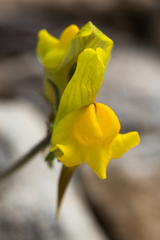 Linaria supina