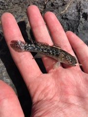 Bathygobius coalitus