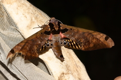 Adhemarius sexoculata