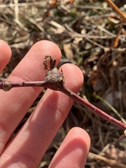 Neolasioptera nodulosa