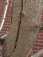 Acer negundo