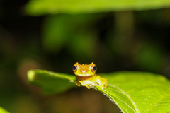 Dendropsophus kamagarini