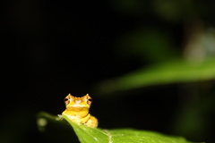 Dendropsophus kamagarini