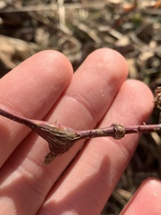 Neolasioptera nodulosa