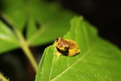 Dendropsophus kamagarini