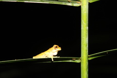Dendropsophus kamagarini