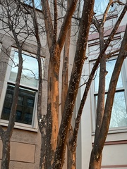 Eriococcus lagerstroemiae