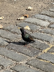 Sturnus vulgaris