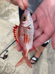 Sargocentron punctatissimum