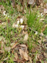 Nothoscordum bivalve