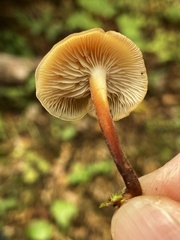 Flammulina filiformis
