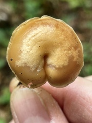 Flammulina filiformis