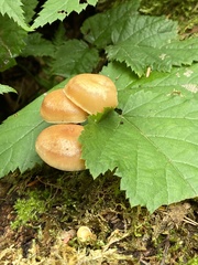 Flammulina filiformis