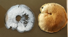 Flammulina filiformis