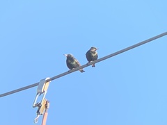 Sturnus vulgaris