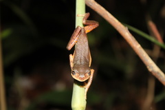 Pithecopus palliatus