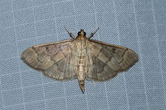 Herpetogramma theseusalis