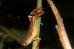 Pithecopus palliatus