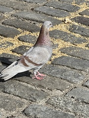 Columba livia