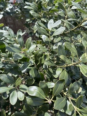 Buxus sempervirens